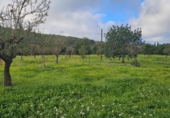 Terreno no urbanizable en venta en la España, Santa Eugènia, ref: TR366479 foto