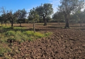 Terreno no urbanizable en venta en la España, Santa Eugènia, ref: TR366479 foto