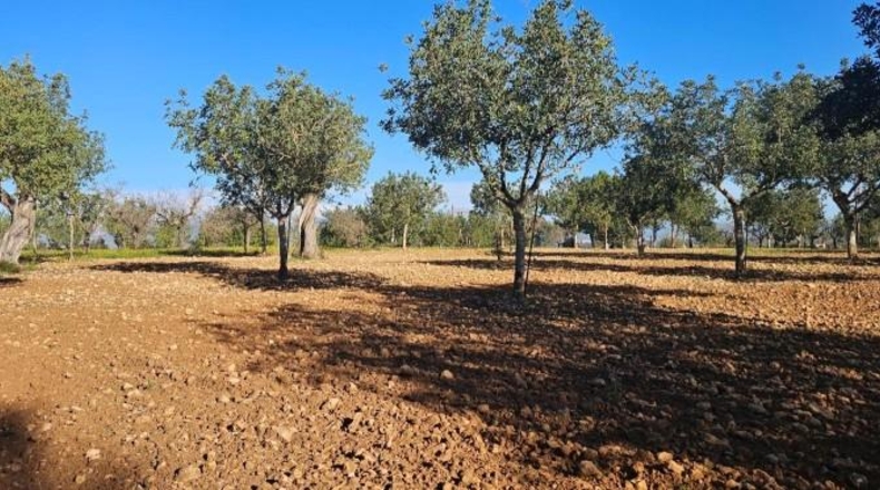 Islas Baleares - Santa Eugènia - 56973m2