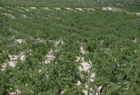 Jumilla 485000&nbsp;m²