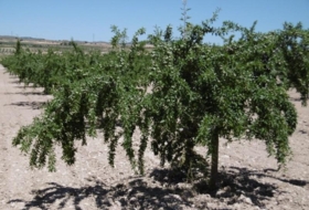 Jumilla 485000&nbsp;m²