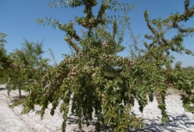 Jumilla 485000&nbsp;m²