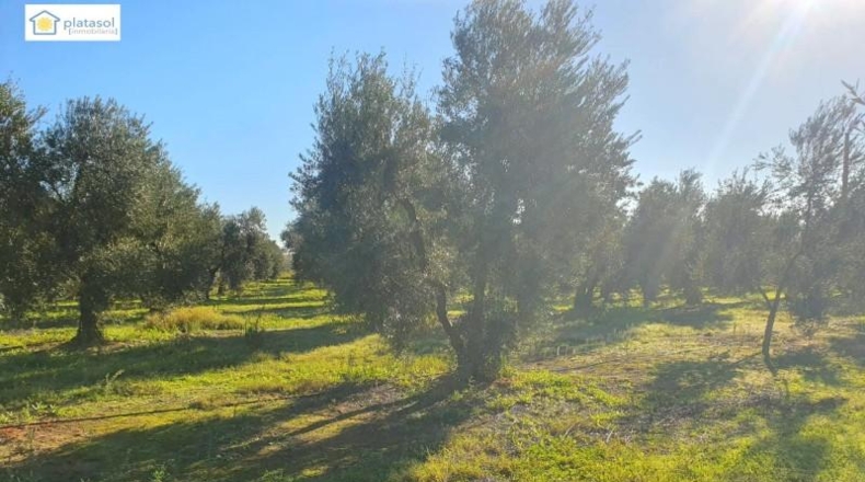 Huelva - Chucena - 26821m2