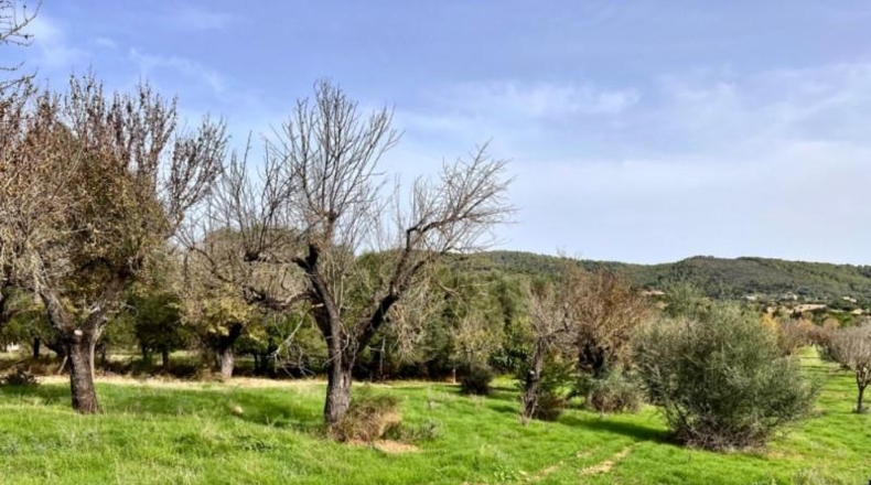 Islas Baleares - Campanet - 17458m2