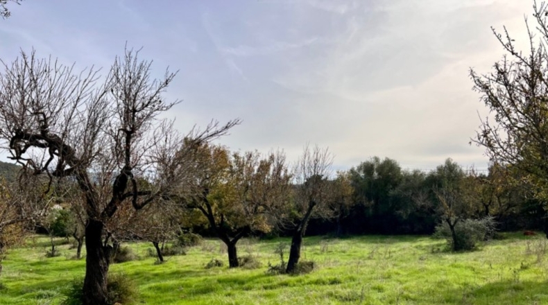 Islas Baleares - Campanet - 17458m2