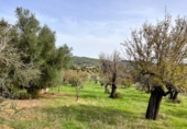 Chalet independiente con terreno en venta en la España, Campanet, ref: TR140511 foto