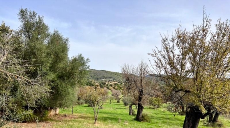Islas Baleares - Campanet - 17458m2