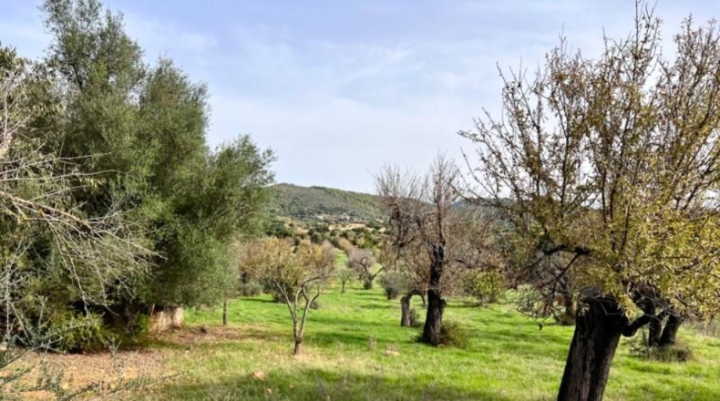 Islas Baleares - Campanet - 17458m2