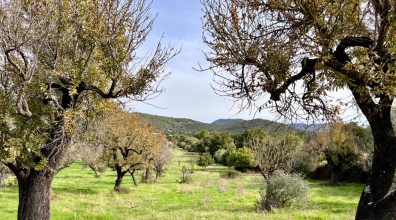 Islas Baleares - Campanet - 17458m2