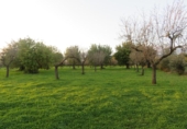 Terreno no urbanizable en venta en la España, Selva, ref: TR179631 foto
