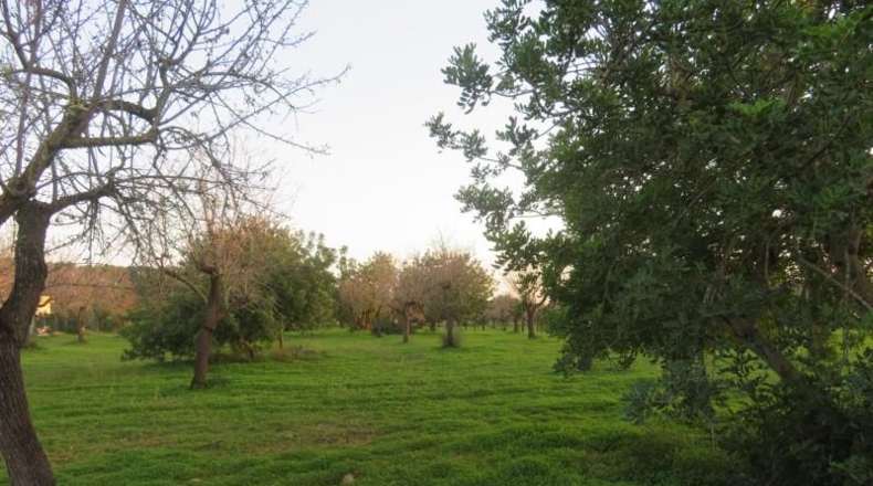 Islas Baleares - Selva - 14577m2