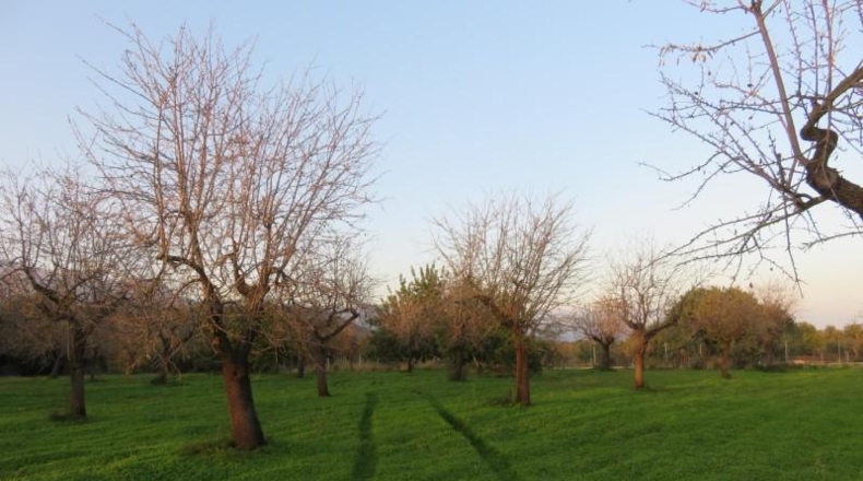 Islas Baleares - Selva - 14577m2