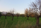 Terreno no urbanizable en venta en la España, Selva, ref: TR179631 foto