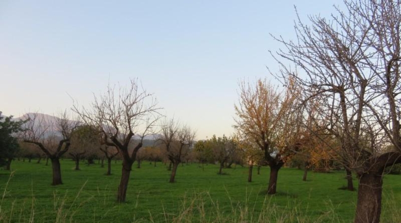 Islas Baleares - Selva - 14577m2