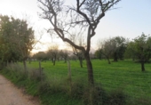 Terreno no urbanizable en venta en la España, Selva, ref: TR179631 foto