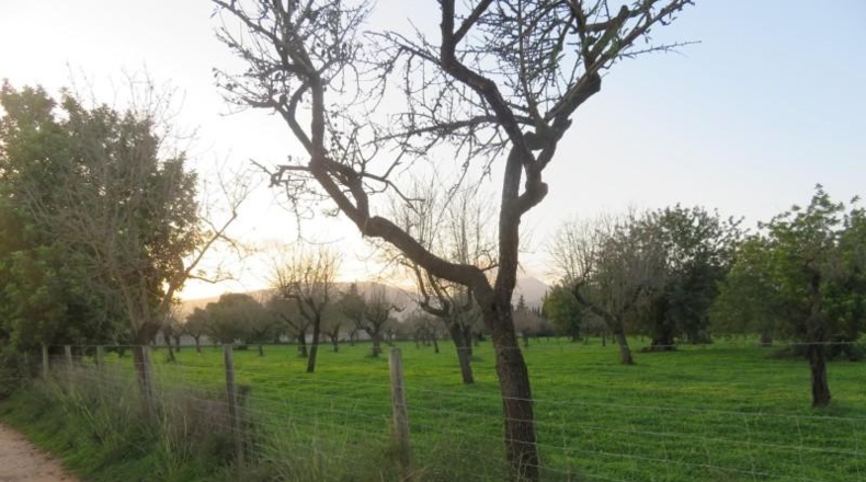 Islas Baleares - Selva - 14577m2