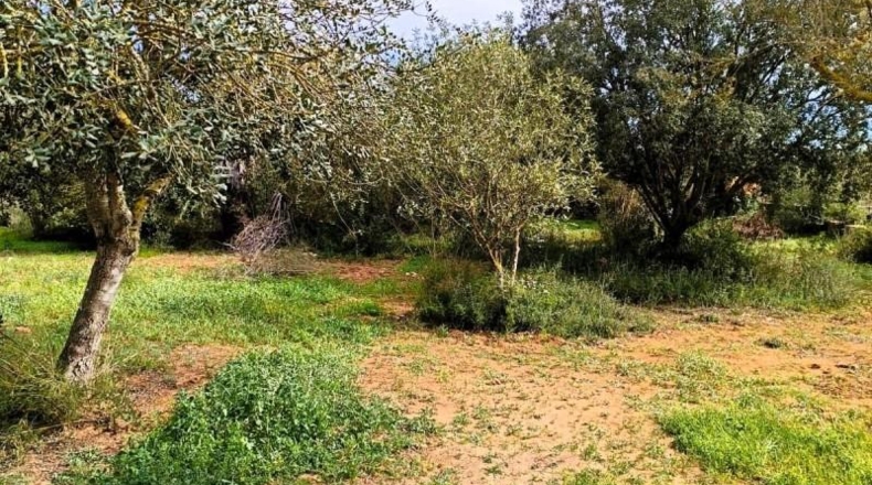 Illes Balears - Manacor - 7281m2
