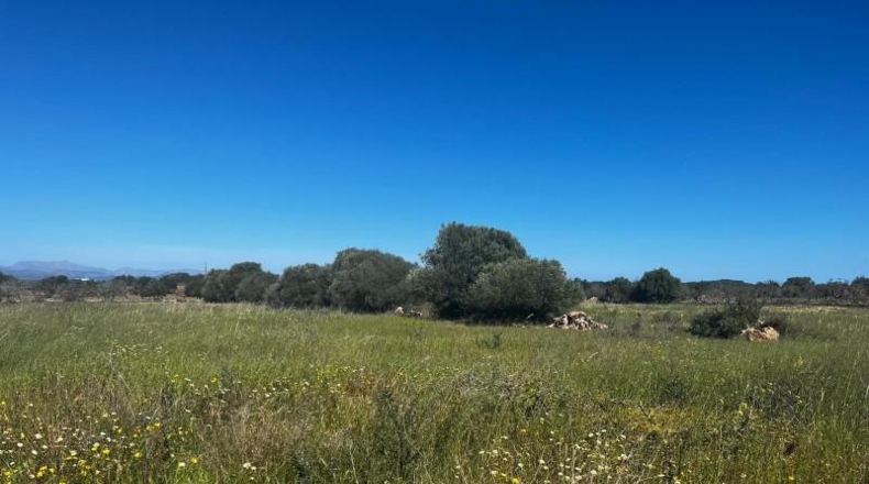 Sevilla - Pedrera - 19000m2