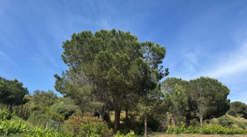Gerona - Llançà - 1058m2