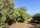 Casa de campo con terreno en venta en la España, Buenavista del Norte, ref: TR379133 foto