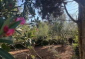 Chalet independiente con terreno en venta en la España, Algaida, ref: TR359872 foto