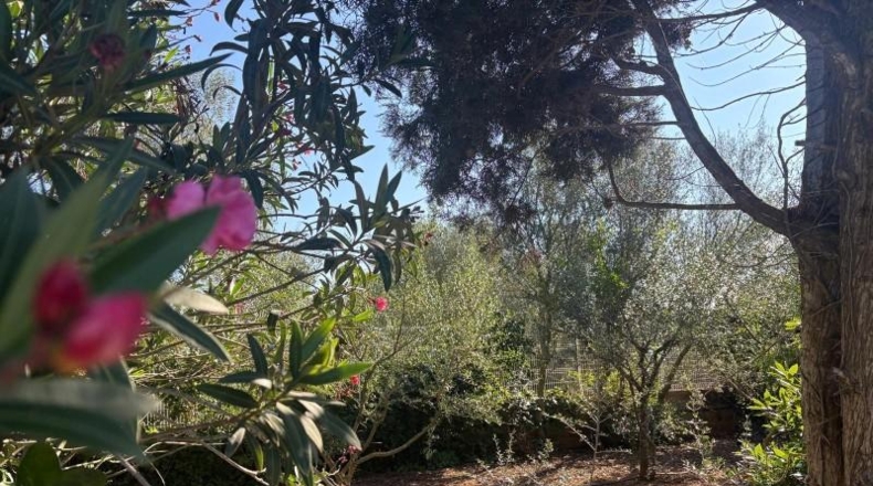 Balearic Islands - Algaida - 4415m2