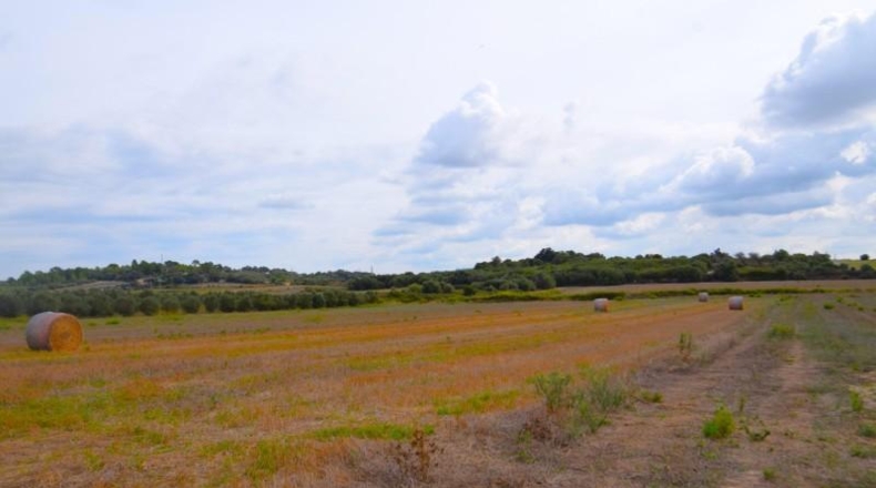 Балеарские острова - Muro - 15588m2