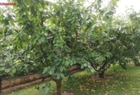 Albelda de Iregua 2000&nbsp;m² 