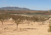 Terreno no urbanizable en venta en la España, Montealegre del Castillo, ref: TR116097 foto
