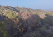 House with land for sale on España, Totana, ref: TR323158 photo