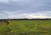 Rural estate for sale on España, Llucmajor, ref: TR398493 photo