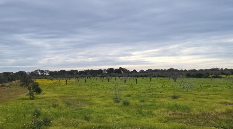 Illes Balears - Lluchmayor - 32000m2