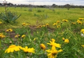 Rural estate for sale on España, Llucmajor, ref: TR398493 photo