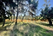 Casa con terreno en venta en la España, Torrent, ref: TR318624 foto