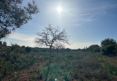 Chalet independiente con terreno en venta en la España, Manacor, ref: TR156712 foto