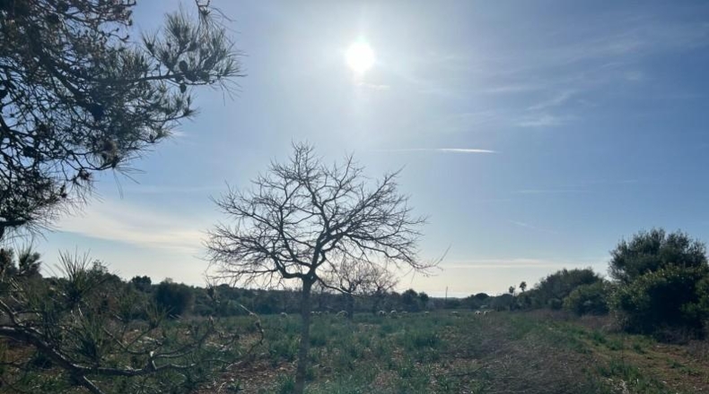 Islas Baleares - Manacor - 85000m2