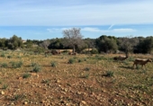 Chalet independiente con terreno en venta en la España, Manacor, ref: TR156712 foto