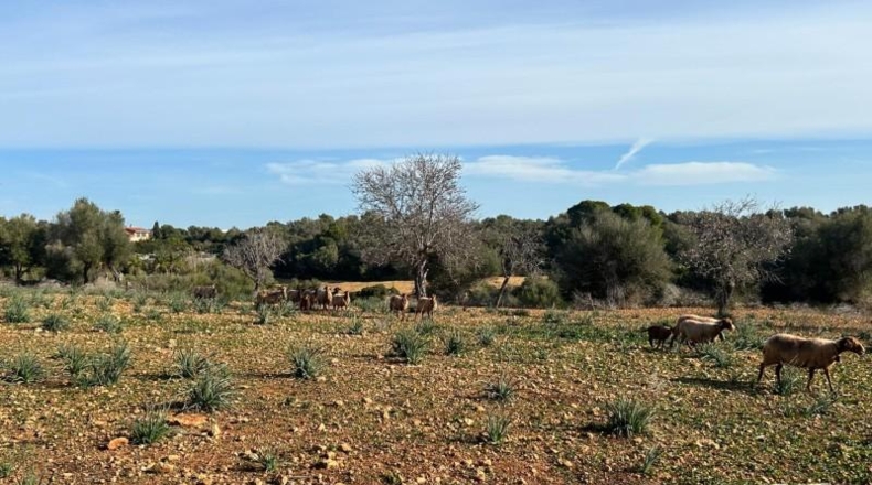 Islas Baleares - Manacor - 85000m2