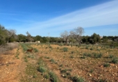 Chalet independiente con terreno en venta en la España, Manacor, ref: TR156712 foto