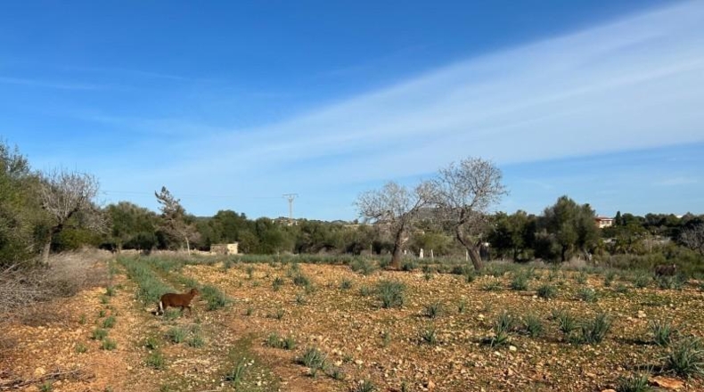 Islas Baleares - Manacor - 85000m2