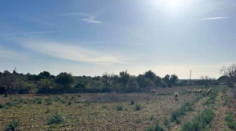 Islas Baleares - Manacor - 85000m2