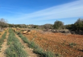 Chalet independiente con terreno en venta en la España, Manacor, ref: TR156712 foto