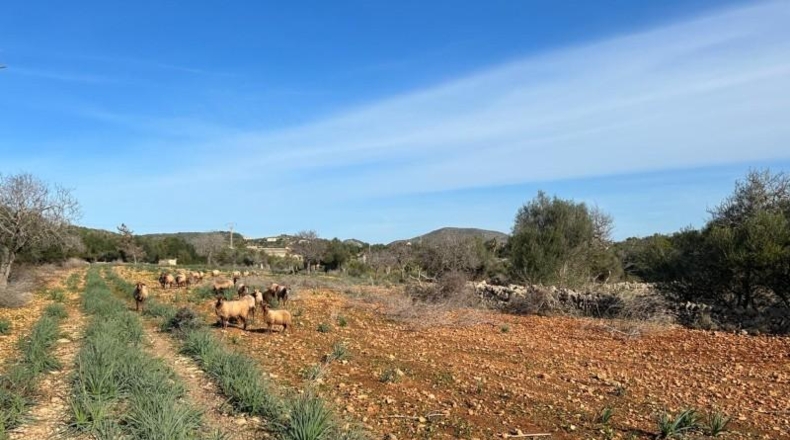 Islas Baleares - Manacor - 85000m2