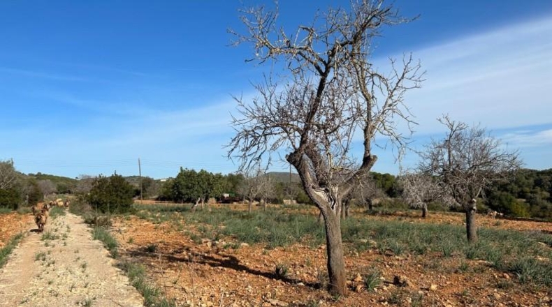 Islas Baleares - Manacor - 85000m2