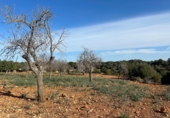 Chalet independiente con terreno en venta en la España, Manacor, ref: TR156712 foto