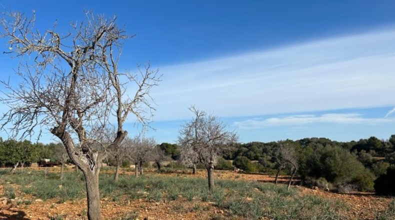 Islas Baleares - Manacor - 85000m2