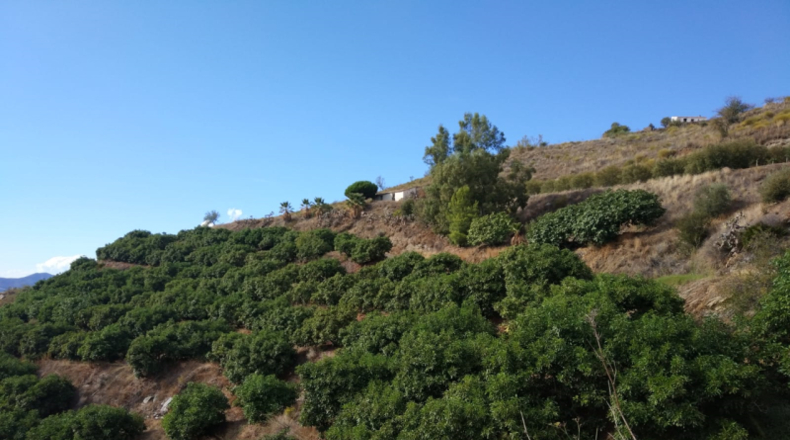 Granada - Salobreña - 40000m2