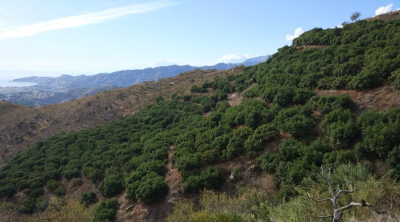 Granada - Salobreña - 40000m2