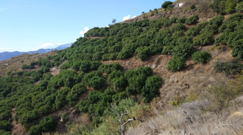 Granada - Salobreña - 40000m2