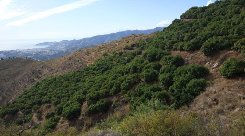 Granada - Salobreña - 40000m2